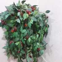 درختچه