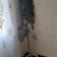 گل شفلرا