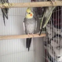 عروس هلندی