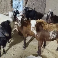 بز شیرا ومیش داشتی