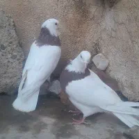 کبوتر|پرنده|محمدیار, |دیوار