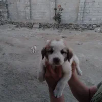 سگ ترکمن اصیل سه عدد نر 5عدد ماده