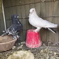 کبوتر بلاندنیت دوکت هومر موشی سوری