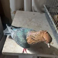 آرشینگل فول کالر سینه پرتغالی(جفت و تک)کبوتر زینتی