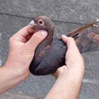کفتر ماده لاکی