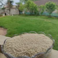 برنج درشت سر لاشه و نیم دانه هاشمی سورت شده