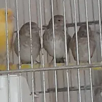 جوجه سهره قناری