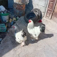 برهما اصل