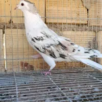 کبوتر طاقی دمگیر معاوضه با طوقی سرور