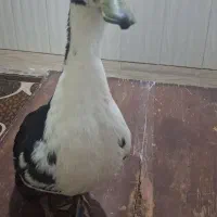 فروش اردک