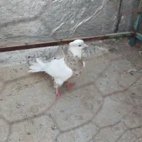 طوقی نر کاکلی قالیچه دار