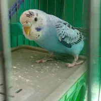 یک عدد مرغ عشق ماده