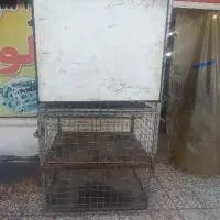 ققس