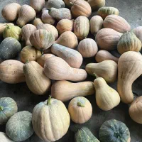 کدو حلوایی شیرین تمیز تازه چین مال زمین خودمون