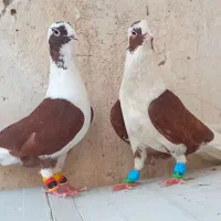 دو تا پشت سرخ سه بردار کفتر