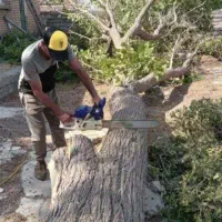 خرید درخت وچوب سقفی در باغچه و حیاط،به صورت  نقد