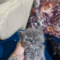 توله گربه خاص خرسی