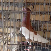 کبوتر فوق درشت