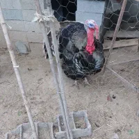 بوقلمون نرمحلی