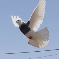 طوقی و سار هفرنگ و مینا