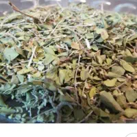 آویشن کوهی سبز