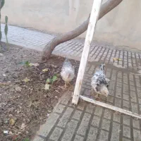 مرغ وخروس