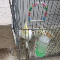 جفت عروس
