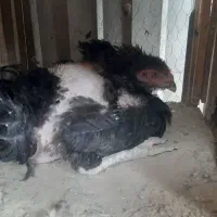 مرغ و خروس و جوجه لاری و رسمی