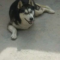 هاسکی مالاموت