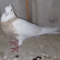 طوقی ماده