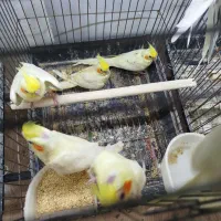 جوجه عروس هلندی