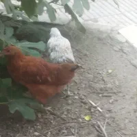 جوجه قشنگ