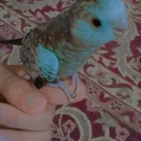 جوجه عروس هلندی نر