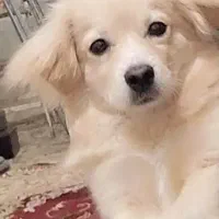 گم شده