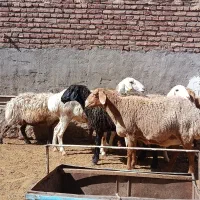 میش|حیوانات مزرعه|بیرجند, |دیوار