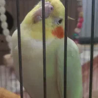 عروس هلندی نر معاوضه با قناری نر