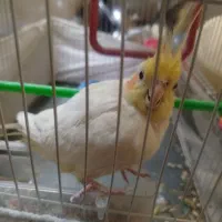 عروس هلندی