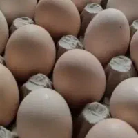 تخم مرغ محلی یا خاکوردی