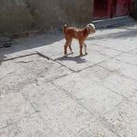 بزغاله ماده  در میرجاوه