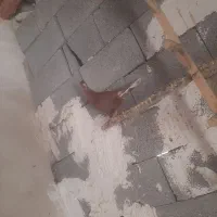 سرخ دمسفید وخوشرنگ