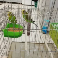 مرغ عشق و عروس هلندی