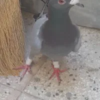 سبز آلمانی نر