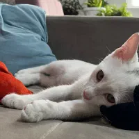واگذاری گربه به همراه وسایل