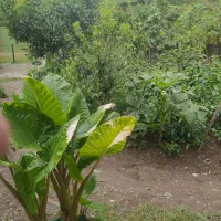 اجاره کوتاه مدت خانه ویلای
