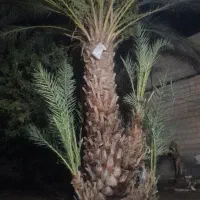 جونگ درخت خرمازردعربی 7عدد