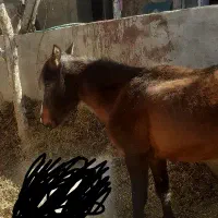 اسب