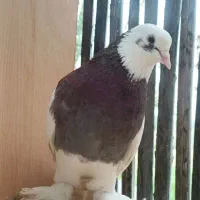 کبوتر