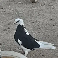 کبوتر شازده|پرنده|میاندوآب, |دیوار