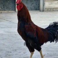 خروس محلی چهل تاج