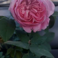 گل رزمخملی هلندی نهال گلدونی